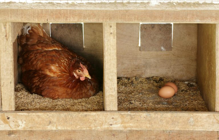 Как сделать гнезда для кур с яйцесборником своими руками чертеж с размерами из дерева
