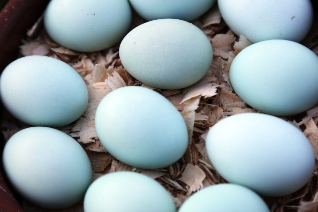 Jaké jsou výhody zelených vajec?