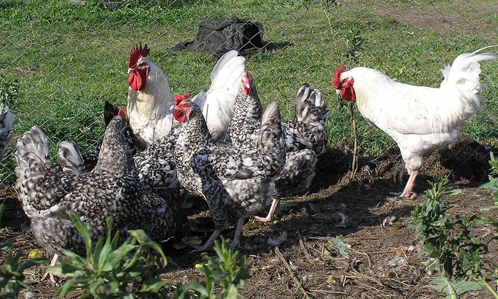 Пушкинская порода кур — разведение и выращивание