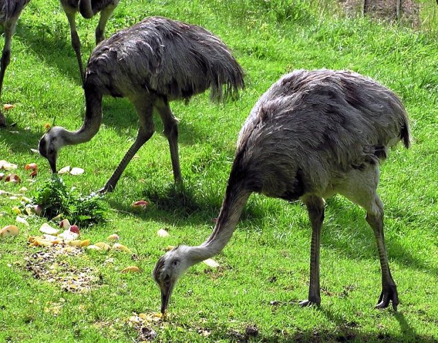 Что едят страусы в домашних условиях и чем питаются в природе