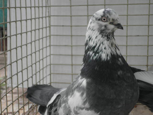 Свердловские голуби — что это за порода