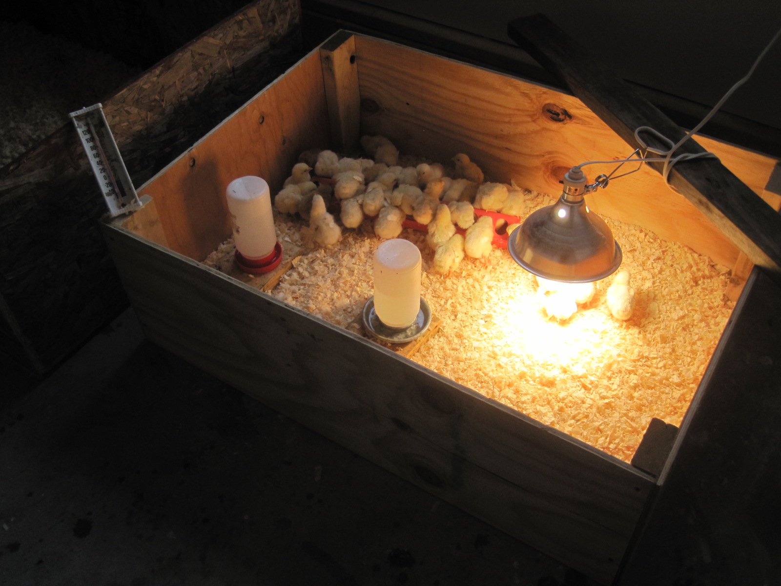 Выращивание кур в домашних условиях для начинающих