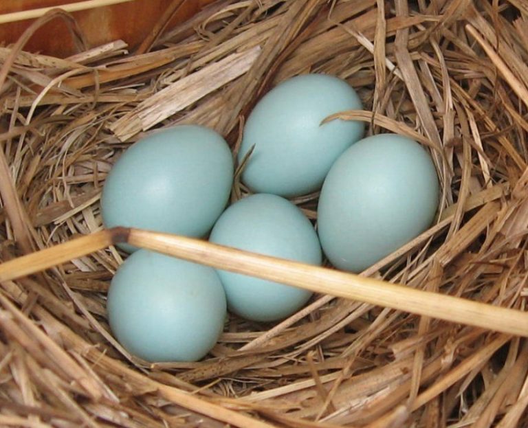 Голубые яйца у какой курицы фото с названиями