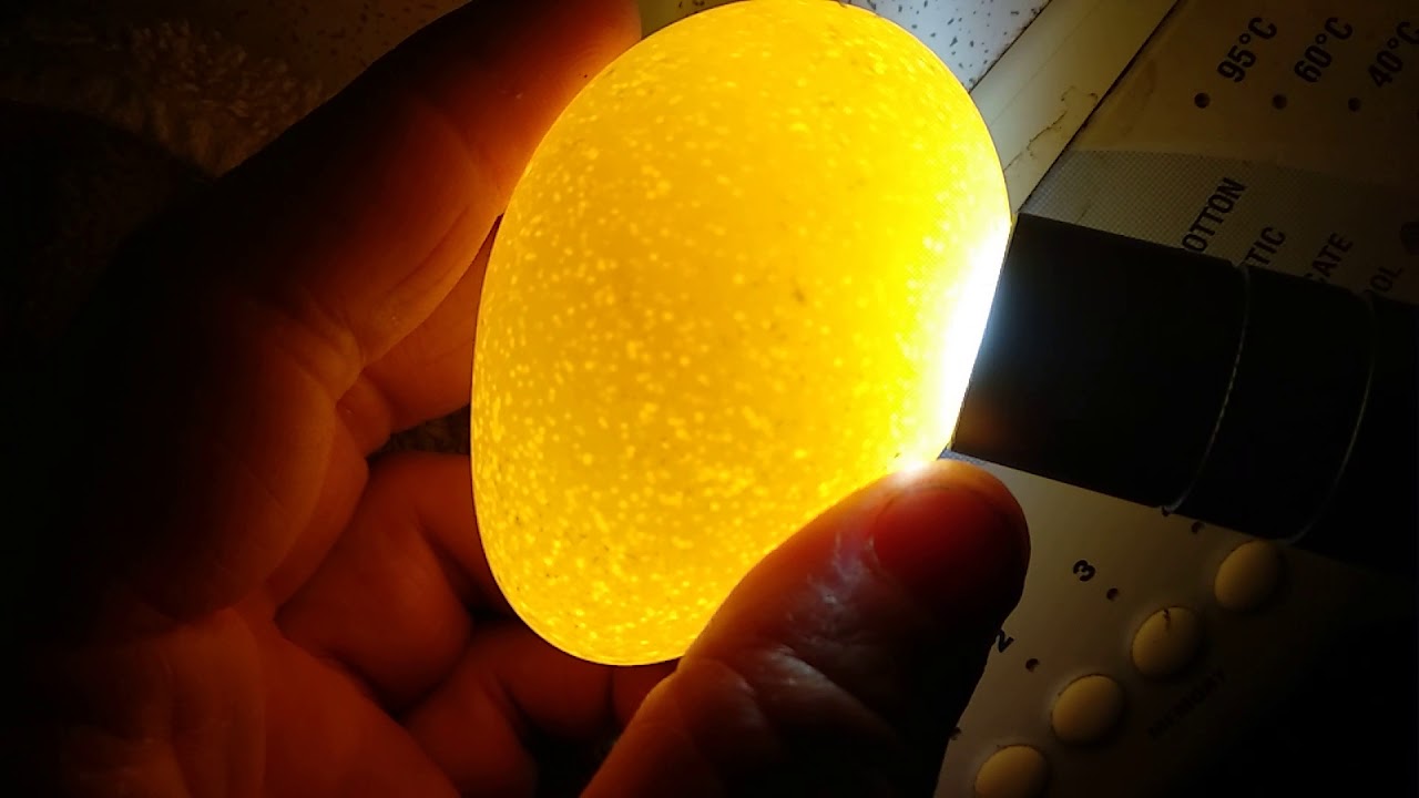 Инкубация куриных яиц в домашних условиях