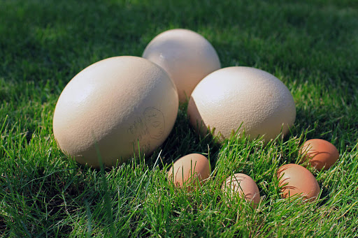 Страусиное яйцо: размер и как выглядит в сравнении с куриным