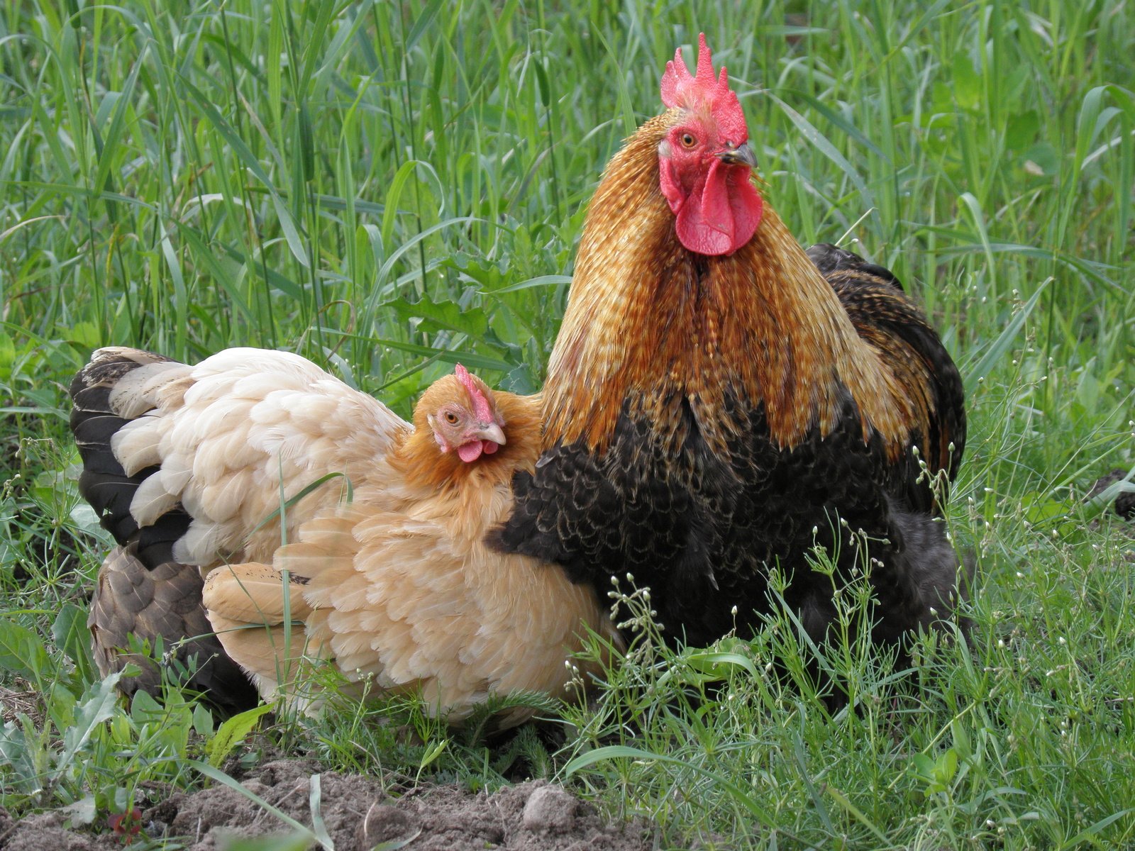 Как отличить петуха от курицы по внешним признакам