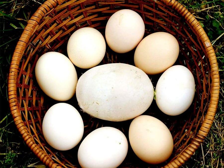 Сколько весит куриное яйцо сырое без скорлупы