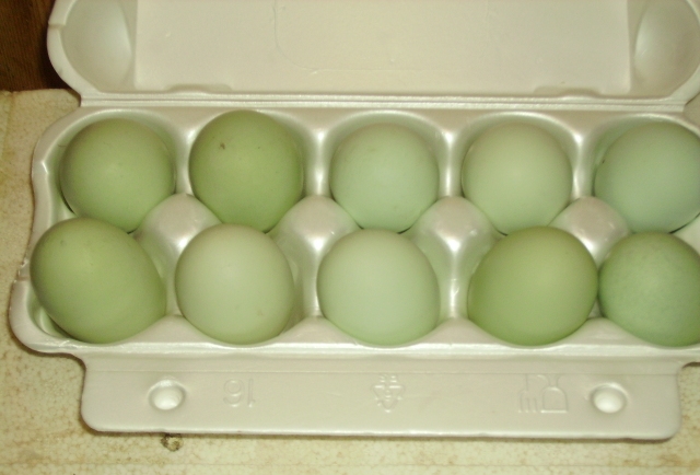 Куры Которые Несут Зеленые Яйца Фото