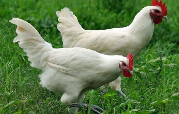 Большая курица: самые крупные породы в мире