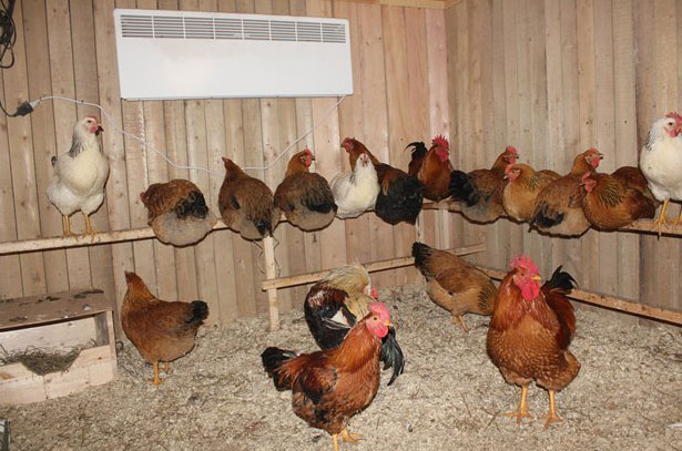 Сколько живет курица и петухи в домашних условиях