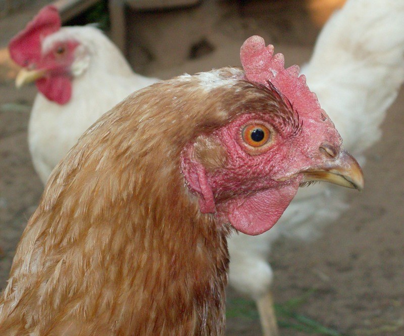Как отличить петуха от курицы по внешним признакам