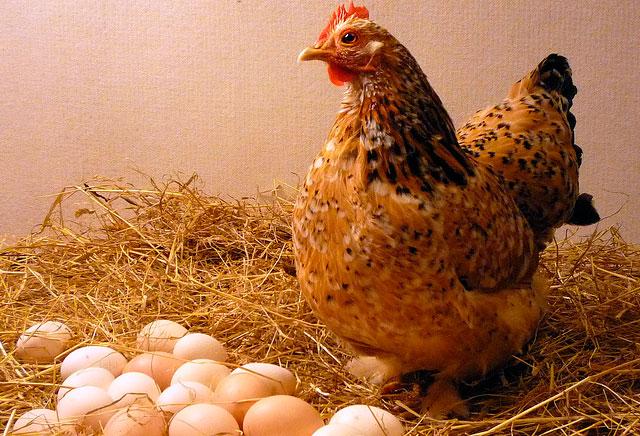 Чем кормить кур-несушек для лучшей яйценоскости в домашних условиях