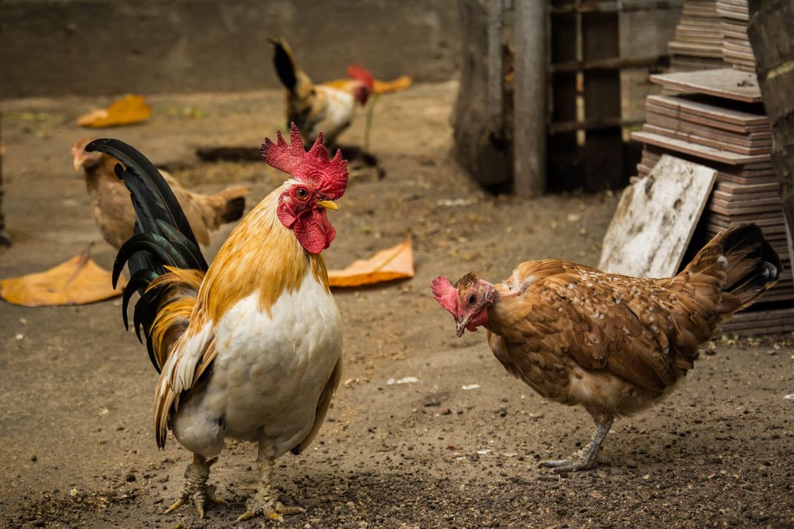 Как петух оплодотворяет курицу: схема размножения