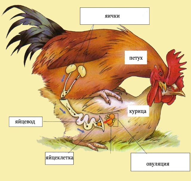 Как петух оплодотворяет курицу: схема размножения