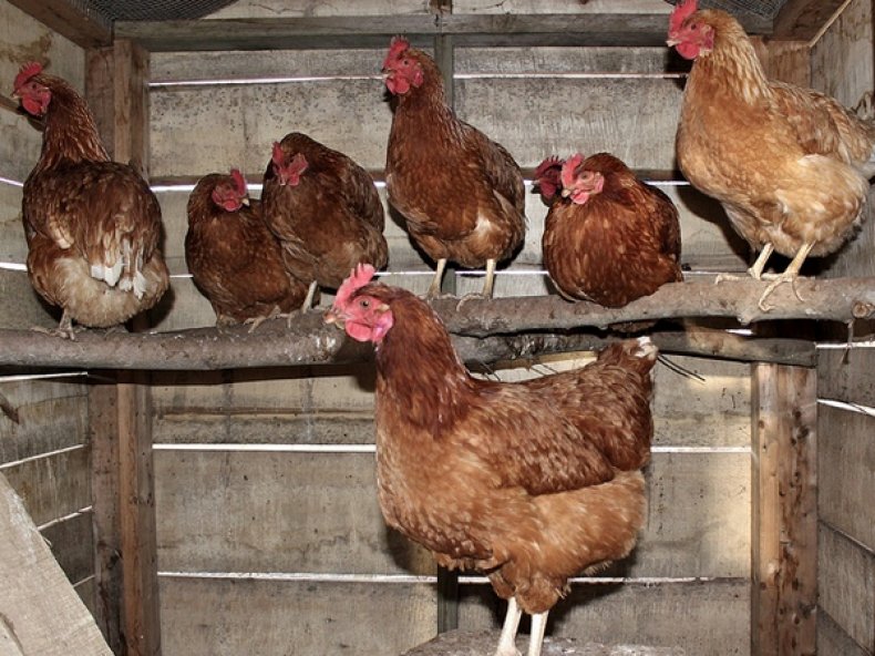 Кубанская красная порода кур — все разведении и выращивании