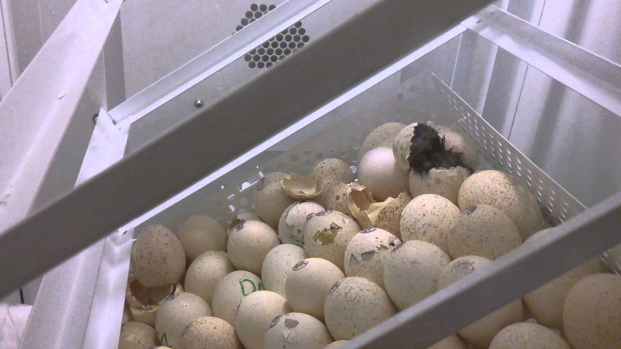 Инкубация индюшиных яиц: таблица режимов