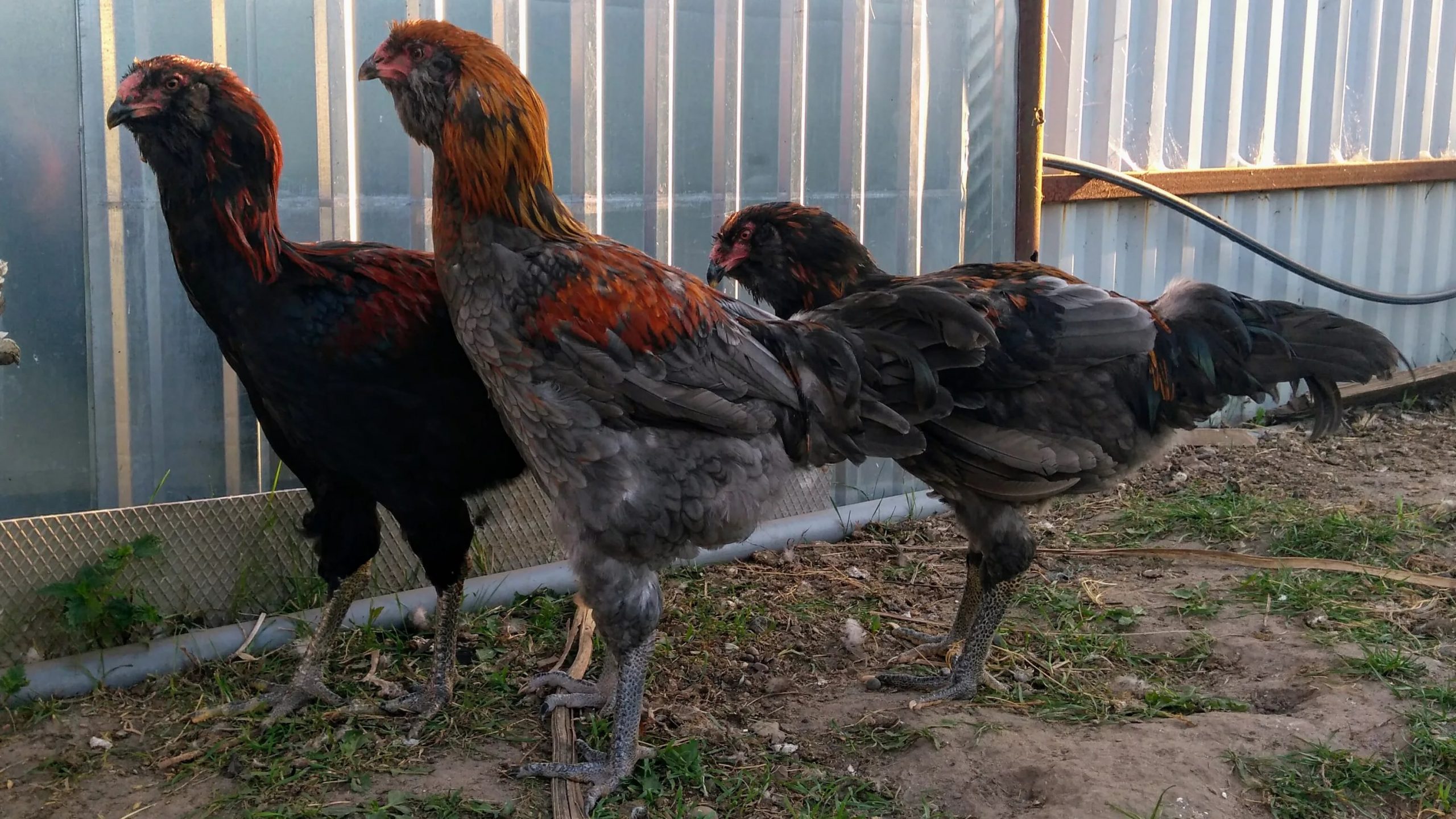 Гилянская порода кур — разведение и выращивание