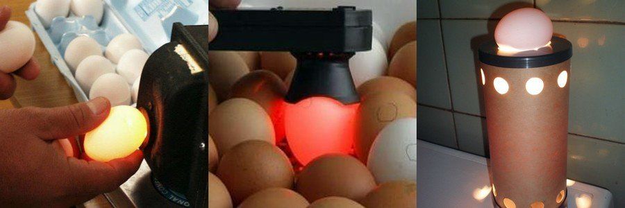 Инкубация индюшиных яиц: таблица режимов
