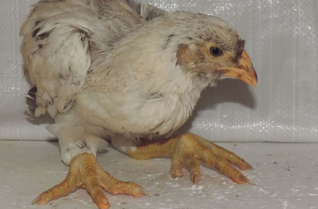 Гилянская порода кур — разведение и выращивание