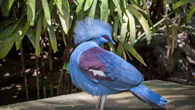 Photo of Венценосный голубь — что это за крупная порода
