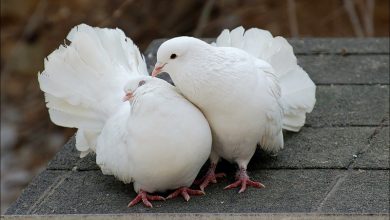 Photo of Как отличить голубя от голубки внешне