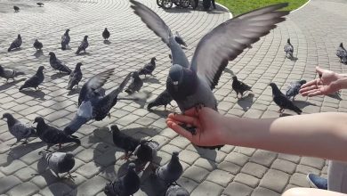 Photo of Болезни голубей и способы заражения