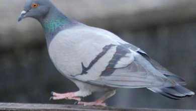 Photo of Сизый голубь — описание и систематика птицы