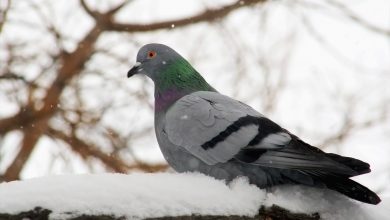 Photo of Как живет голубь зимой — куда деваются