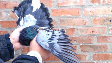 Photo of Николаевские голуби — особенности разведения