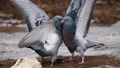 Photo of Как размножаются голуби — разведение птиц в домашних условиях