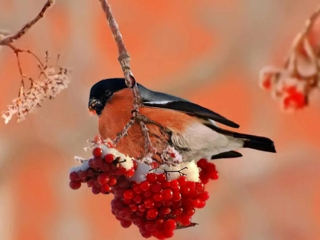 Птичка с розовой грудкой похожа на воробья но не снегирь фото и описание