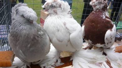 Photo of Узбекские голуби бойной породы — двухчубые и лохмоногие