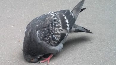 Photo of Вертячка у голубей — симптомы и лечение