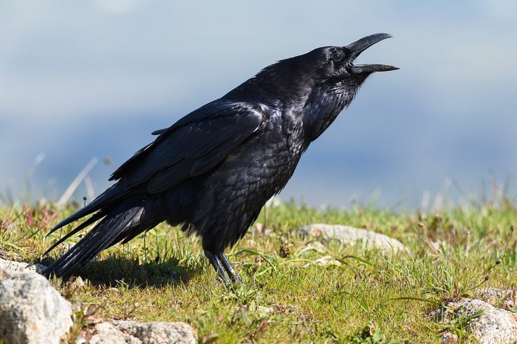 На какой территории обитает ворон обыкновенный. Курильский ворон. Обыкновенный ворон птица. Corvus Corax птица. Корвус ворон.