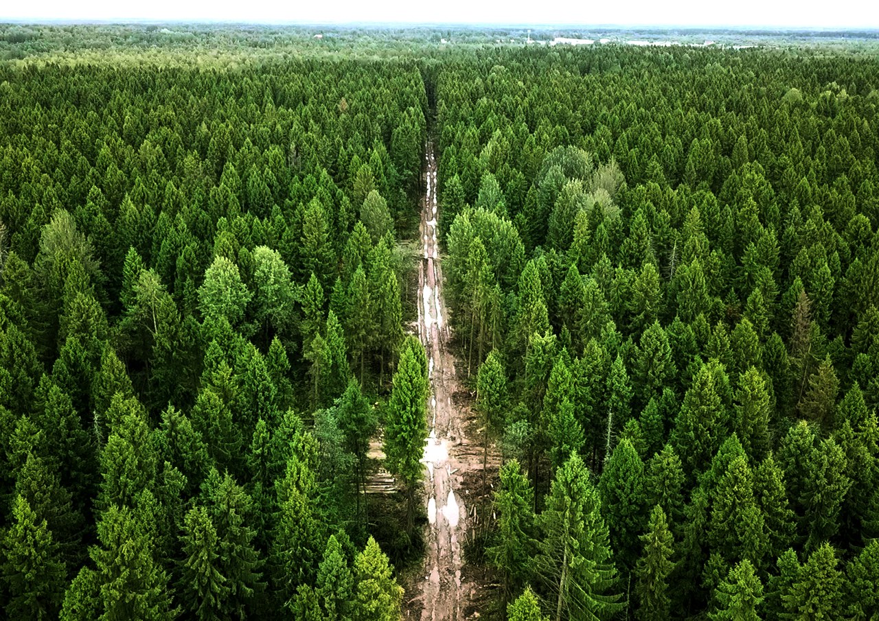 Какие птицы прилетают к кормушке список в фотографиях