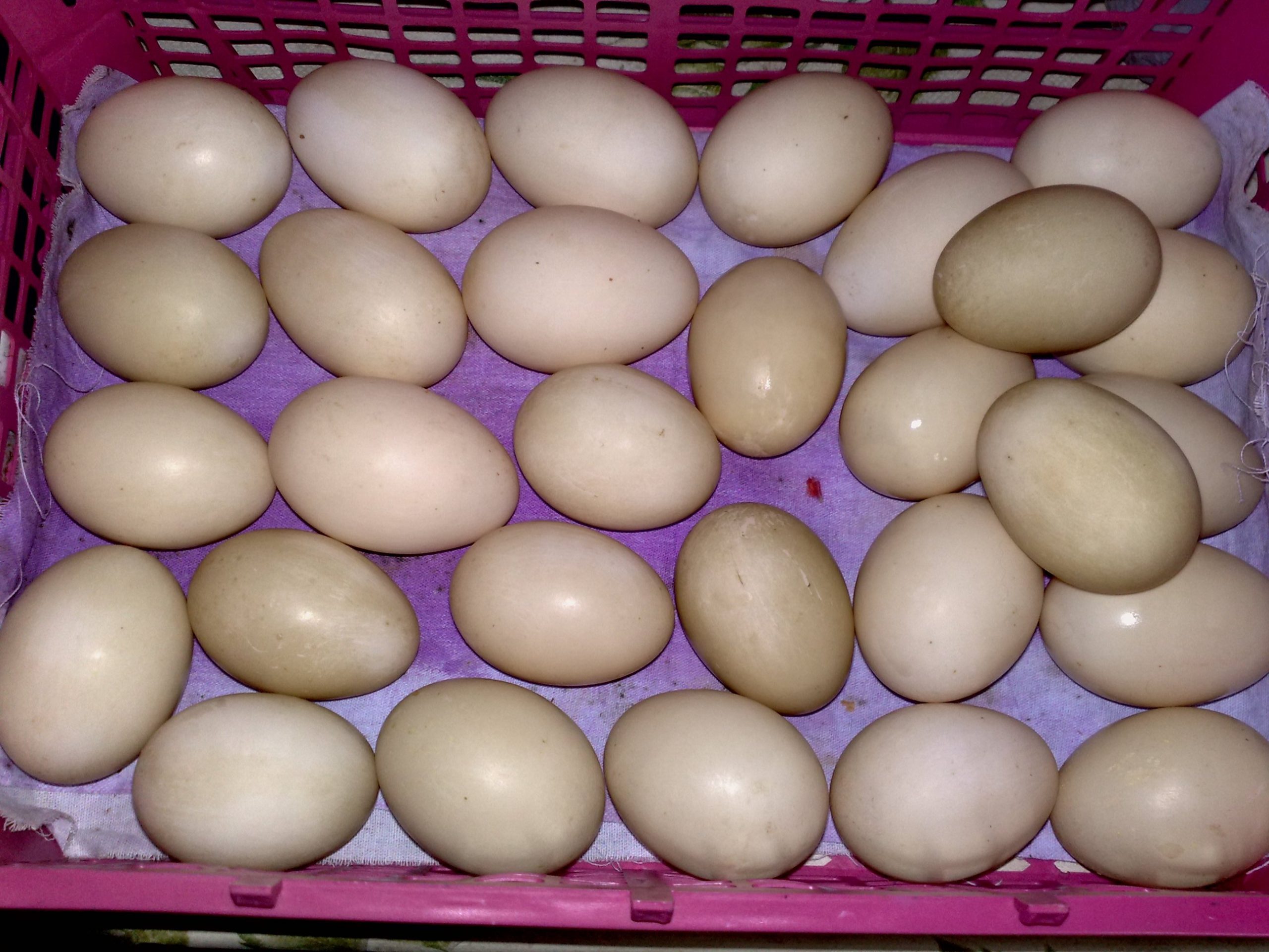 Инкубационное яйцо марана купить. Инкубационное яйцо индоутки. Яйцо индоутки. Яйца мускусных уток. Яйцо мускусной утки.