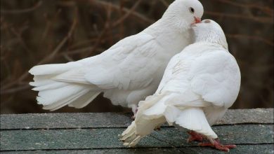 Photo of Какие болезни переносят голуби, передающиеся человеку