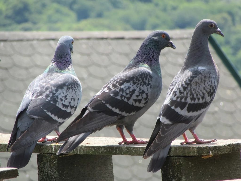 Чем опасны голуби для человека: переносимые ими заболевания, чем можно ...