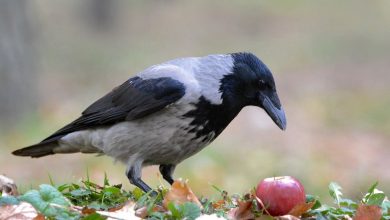 Photo of Серая ворона — как выглядит, сколько живет, поведение в природе